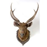 Taxidermy: A stag's head, by Rowland Ward, with 6 point antlers, the shield with R W gauged mark,