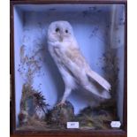 Taxidermy: A barn owl, in a naturalistic setting, cased,