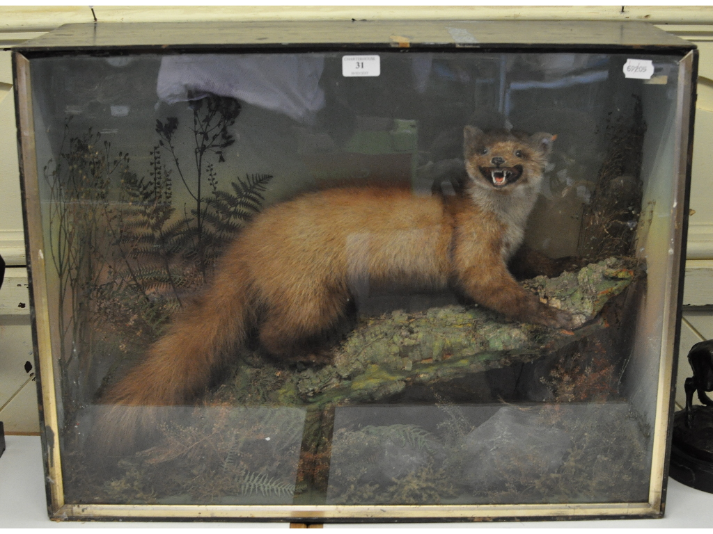 Taxidermy: A Pine Marten on a branch in a naturalistic setting, cased,