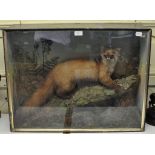Taxidermy: A Pine Marten on a branch in a naturalistic setting, cased,