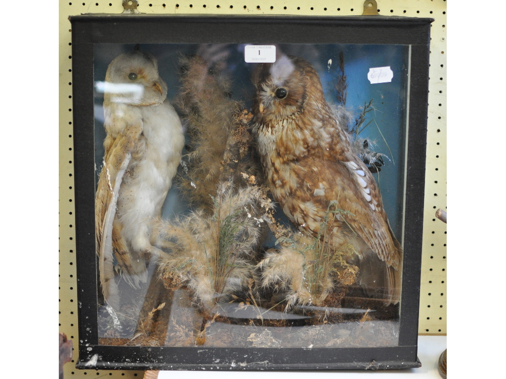 Taxidermy: Two Owls, in a naturalistic setting, cased,