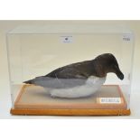 Taxidermy: A Razorbill, cased,