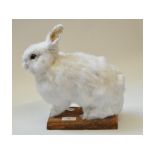 Taxidermy: A White Rabbit, on a wooden plinth,