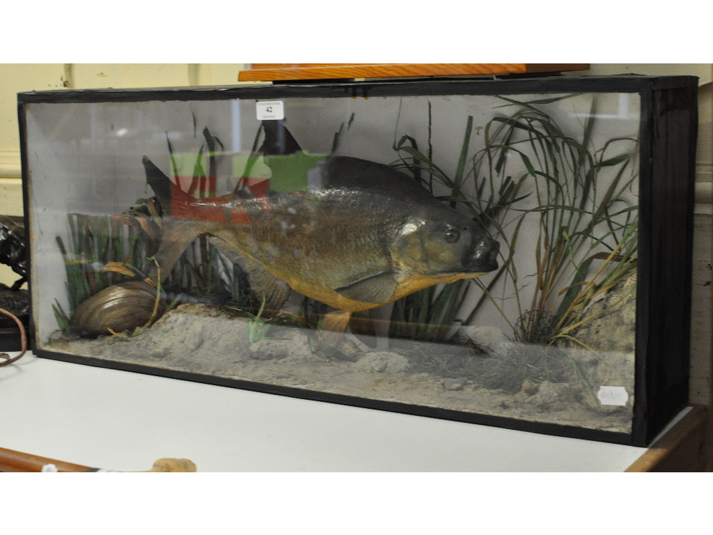 Taxidermy: A Freshwater Bream, in a naturalistic setting, cased,