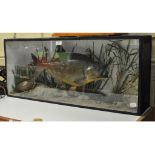 Taxidermy: A Freshwater Bream, in a naturalistic setting, cased,