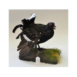 Taxidermy: A Black Grouse, on a lifelike base,