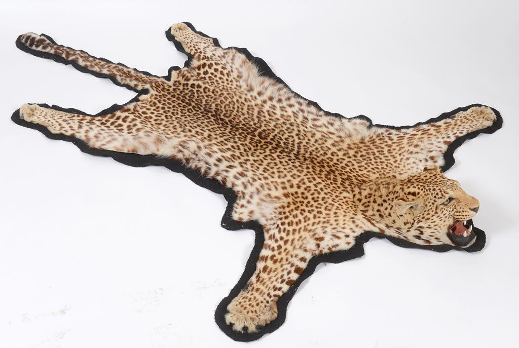 Taxidermy: A Leopard skin rug, with a mounted head, on felt backing,