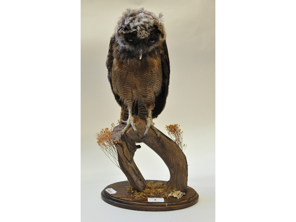 Taxidermy: An Indian Wood Owl, mounted on a branch, on an oak plinth base,