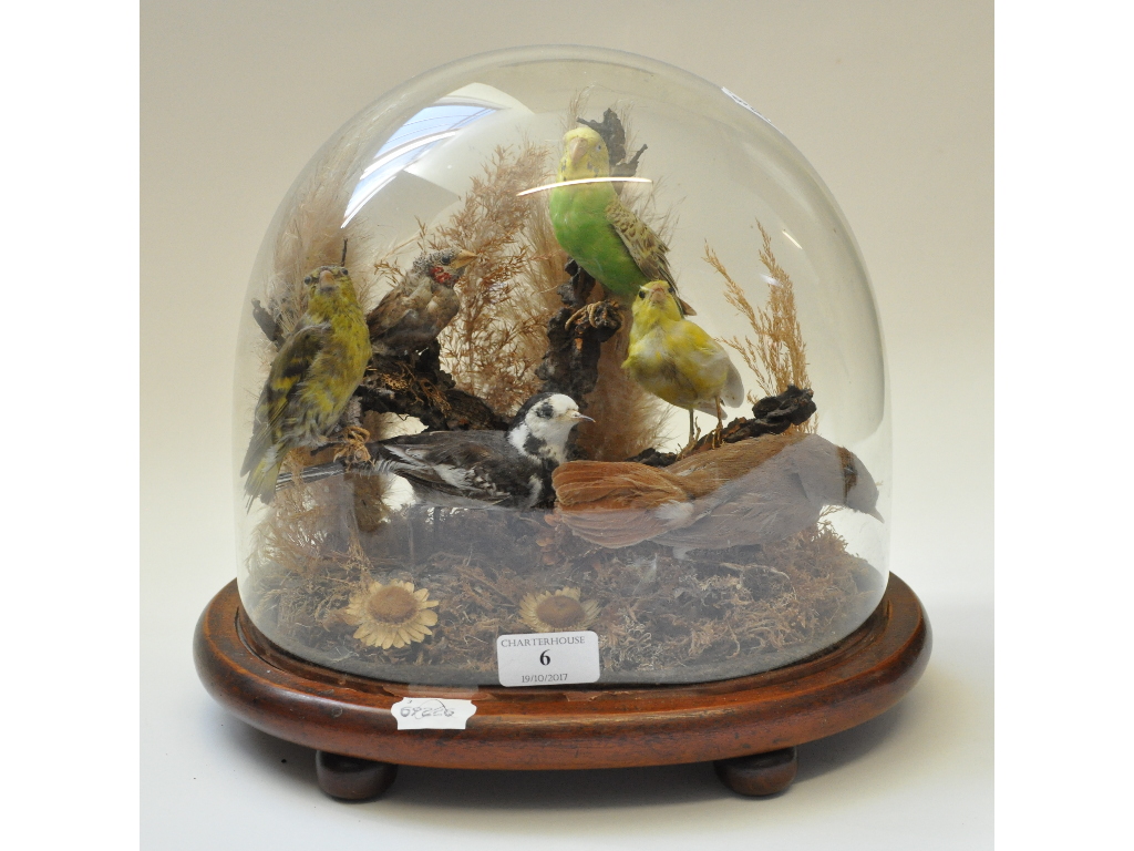 Taxidermy: A tableau of birds, including a Budgerigar, under a glass dome, 27.