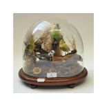 Taxidermy: A tableau of birds, including a Budgerigar, under a glass dome, 27.