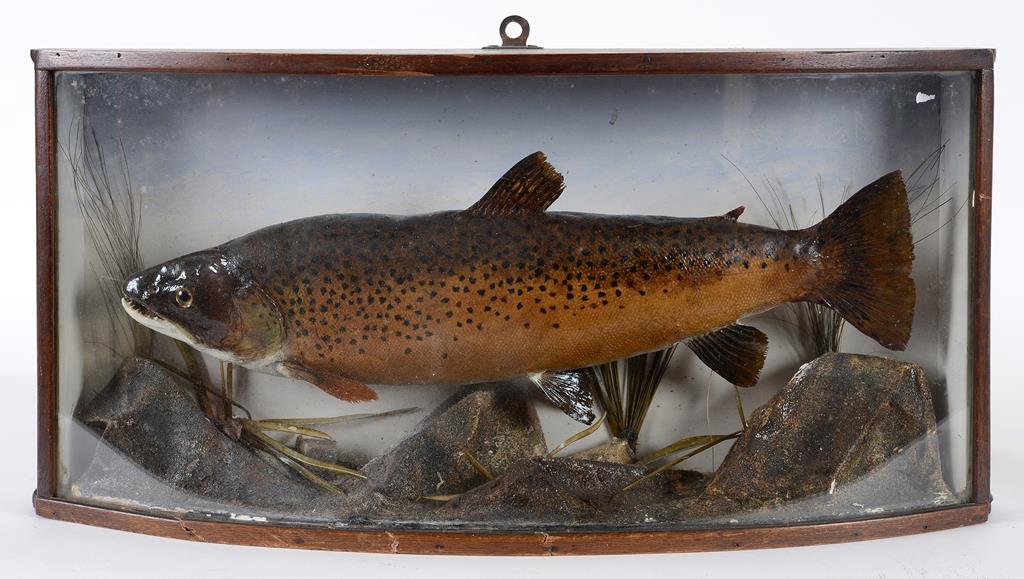 Taxidermy: A Brown Trout, in a naturalistic setting, in a bow front glazed case,