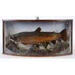 Taxidermy: A Brown Trout, in a naturalistic setting, in a bow front glazed case,