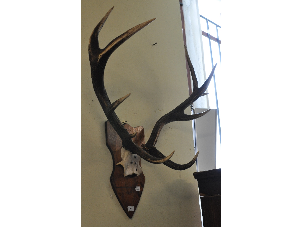 A set of Red Deer ten point antlers, on a wooden shield,