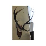 A set of Red Deer ten point antlers, on a wooden shield,