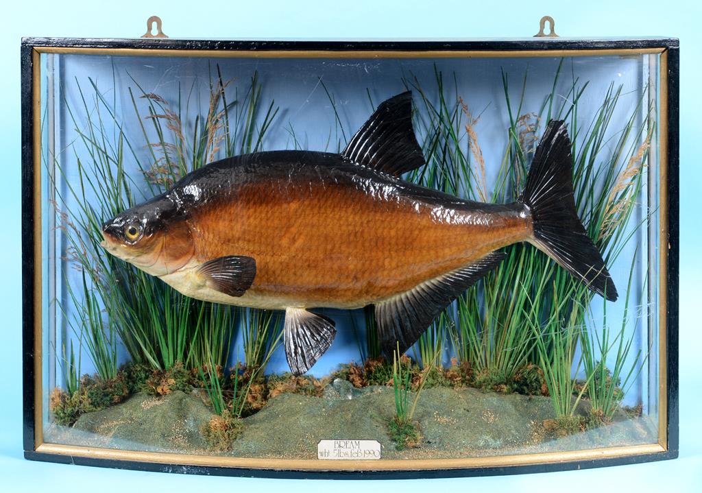 Taxidermy: A Bream, in a naturalistic setting, in a glazed bow front case,
