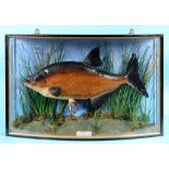 Taxidermy: A Bream, in a naturalistic setting, in a glazed bow front case,