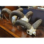 Three Ram skulls with horns,