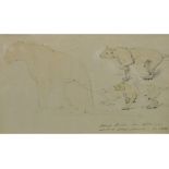 English school, 19th century, Young Lioness, pencil and crayon, dated Oct 3rd/88, 19 x 31 cm,