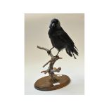 Taxidermy: A Jackdaw, mounted on a branch, on an oak plinth base,
