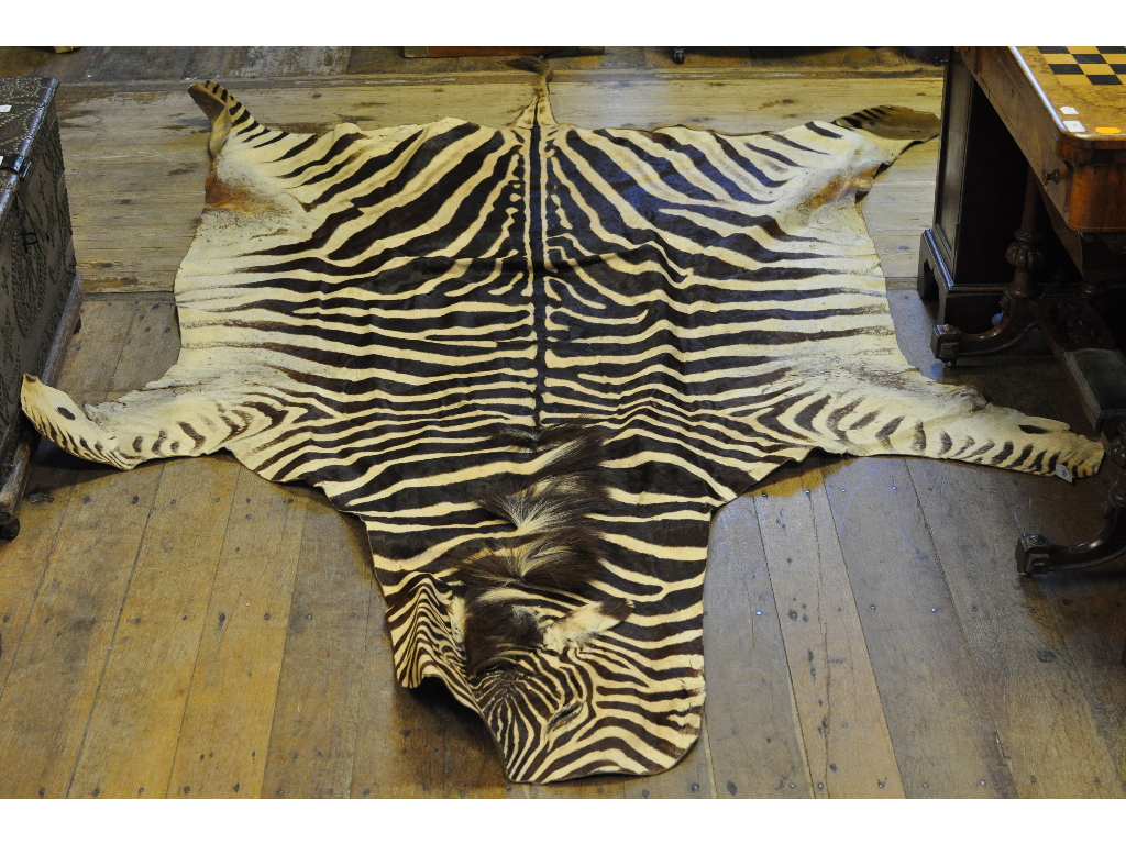 Taxidermy: A Zebra skin,