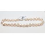 A large cultured freshwater pearl necklace Condition report Report by NG Approx.