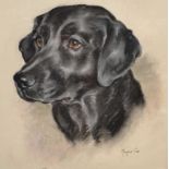 Marjorie Cox, a study of a black labrador, Cotley, pastel, inscribed, signed and dated 1964, 35.