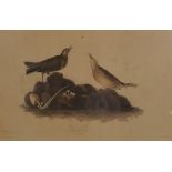 Two prints after James Audubon,