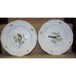 A pair of Meissen porcelain bird plates, the edges decorated insects,