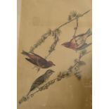 Two James Audubon prints, Brown Lark (Pl