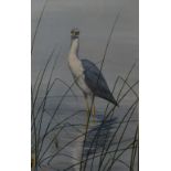 Jeremy Paul, Pied Heron, gouache, signed