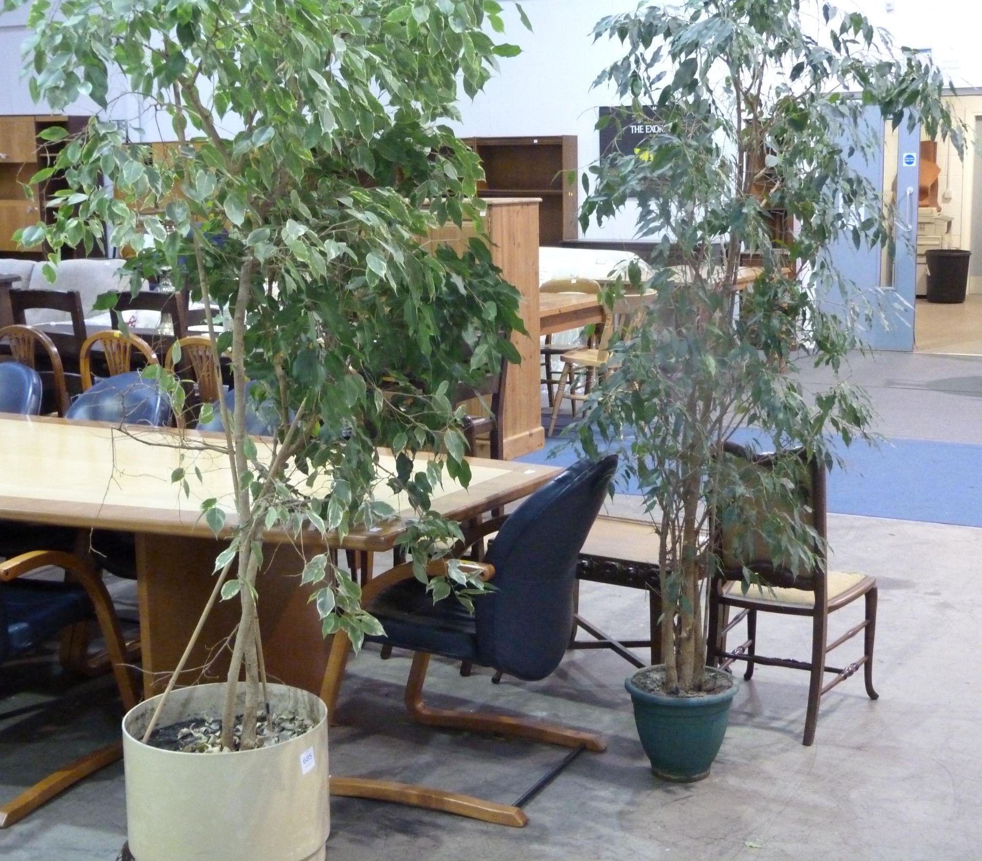 * 2 x Indoor office trees (2400mm and 2200mm)