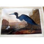 A Victorian coloured engraving of a blue crane or heron, 76cm x 55cm.