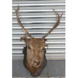 Taxidermy. A mounted deer's head on shield shaped wooden plaque (a/f).