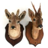 A pair of mounted Roe buck deer heads, mounted on shield shaped oak plaques, (2)