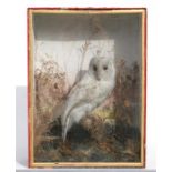 Taxidermy. A cased barn owl mounted in a naturalistic setting, 36cm (14ins) wide (case a/f).