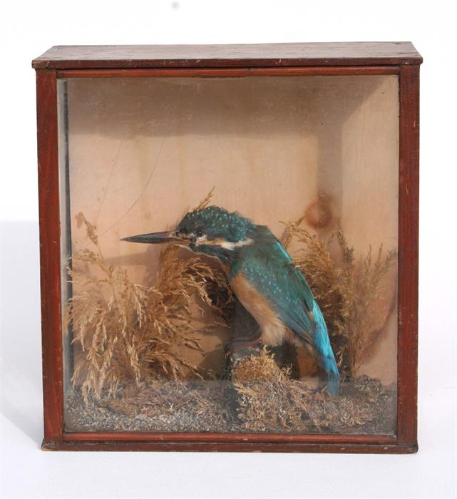 Taxidermy. A cased kingfisher in a naturalistic setting, 23cm (9ins) wide.
