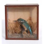 Taxidermy. A cased kingfisher in a naturalistic setting, 23cm (9ins) wide.