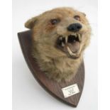 Taxidermy. A snarling fox mask, mounted on an oak shield shaped plaque, 'Bicester Hounds 11-2-39'.