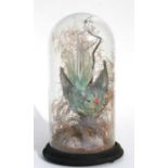 Taxidermy. A ring necked parakeet mounted in a naturalistic setting under a glass dome, 40cm (15.