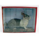 Taxidermy. A Victorian cased study of a grey and white pet rabbit, sat on a carpeted floor, 52cm (