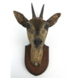 Taxidermy. An antelope head, mounted on an oak shield.