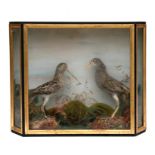 Taxidermy. A Snipe and another wading bird in a naturalistic setting, the case 46cm (18ins) wide.