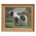 Attributed to Caroline Wheeler - Portrait of a Piebald Pony - oil on board, initialled lower