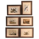 A set of six Chinese rice paper paintings depicting exotic birds, all framed and glazed, 24 by