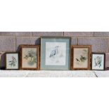 A group of 19th century prints depicting exotic birds; together with a modern watercolour painting
