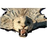 Taxidermy. An early 20th century Indian leopard skin rug, the head with glass eyes and mounted on