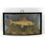 Taxidermy. A grayling in naturalistic setting, mounted in a bow fronted glass case. Makers label for
