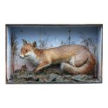 Taxidermy. A fox mounted in a naturalistic setting (case lacks glass), 84cms (33ins) wide.