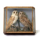 Taxidermy. A Barn owl and a Tawney owl in a naturalistic setting, in glazed case.