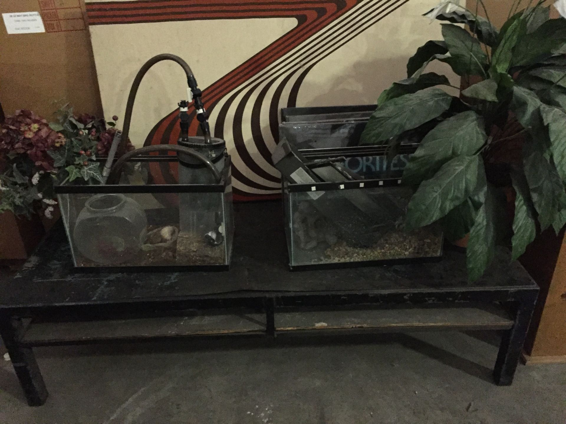 FISH AQUARIUMS & SUPPLIES - Image 3 of 4